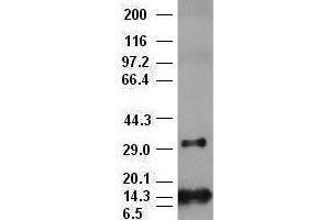 bFGF antibody (2H11) at 1:10000 + Recombinant human bFGF (FGF2 抗体  (AA 10-155))