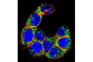 Immunofluorescence (IF) image for anti-Mucin 20, Cell Surface Associated (MUC20) antibody (ABIN2995266) (MUC20 抗体)