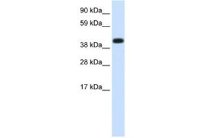 WB Suggested Anti-HSPA1A Antibody Titration:  1. (HSP70 1A 抗体  (Middle Region))