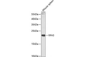 Western blot analysis of extracts of Mouse spleen using RPA3 Polyclonal Antibody at dilution of 1:1000. (RPA3 抗体)
