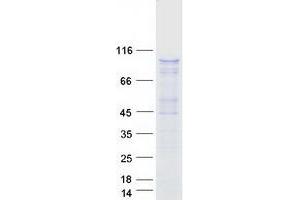 Western Blotting (WB) image for Helicase, Lymphoid-Specific (HELLS) protein (Myc-DYKDDDDK Tag) (ABIN2732236)