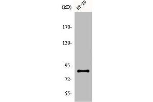 Western Blot analysis of COS7 cells using ENX-2 Polyclonal Antibody (EZH1 抗体  (Internal Region))