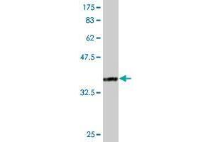 Western Blotting (WB) image for anti-RNA-Binding Protein S1 (RNPS1) (AA 158-239) antibody (ABIN524329)