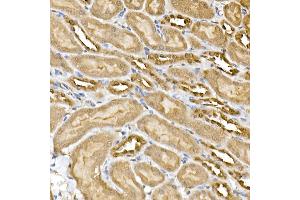 Immunohistochemistry of paraffin-embedded mouse kidney using ERK1/2 Rabbit mAb (ABIN7268620) at dilution of 1:100 (40x lens). (ERK1 抗体)