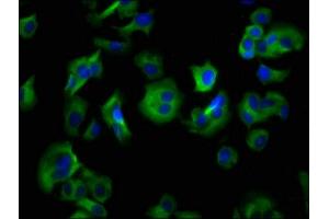 Immunofluorescence staining of MCF-7 cells with ABIN7155241 at 1:133, counter-stained with DAPI. (HRH4 抗体  (AA 204-292))