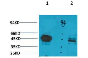 Western Blot (WB) analysis of 1) Rat LiverTissue, 2)Jurkat with Ghrelin Receptor Rabbit Polyclonal Antibody diluted at 1:2000. (GHSR 抗体)