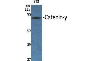 Western Blot (WB) analysis of specific cells using Catenin-gamma Polyclonal Antibody. (JUP 抗体  (C-Term))