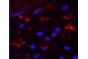 Immunofluorescence analysis of Human appendix tissue using HAO1 Monoclonal Antibody at dilution of 1:200. (HAO1 抗体)