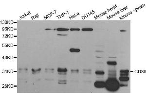 Western blot analysis of extracts of various cell lines, using CD86 antibody. (CD86 抗体  (AA 30-247))