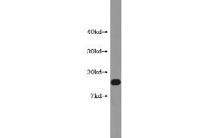 Calcitonin-Related Polypeptide alpha (CALCA) ELISA Kit