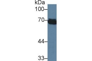 Western Blotting (WB) image for anti-Heat Shock 70kDa Protein 1-Like (HSPA1L) (AA 1-641) antibody (ABIN7426169)