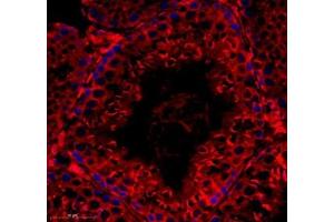 Immunofluorescence of paraffin embedded rat testis using Tuba3a (ABIN7076051) at dilution of 1: 600 (350x lens) (Tuba3a 抗体)