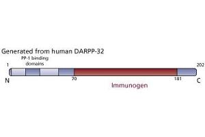 Image no. 2 for anti-Protein Phosphatase 1, Regulatory (Inhibitor) Subunit 1B (PPP1R1B) (AA 70-181) antibody (ABIN968572) (DARPP32 抗体  (AA 70-181))