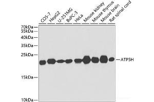 Western blot analysis of extracts of various cell lines using ATP5H Polyclonal Antibody at dilution of 1:1000. (ATP5H 抗体)
