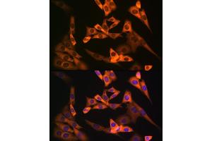 Immunofluorescence (IF) image for anti-Nucleosome Assembly Protein 1-Like 1 (NAP1L1) antibody (ABIN7269060)