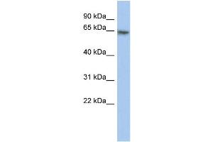 WB Suggested Anti-PAX7 Antibody Titration:  0. (PAX7 抗体  (Middle Region))