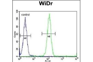 ACCN1 Antibody (Center) (ABIN653161 and ABIN2842729) flow cytometric analysis of WiDr cells (right histogram) compared to a negative control cell (left histogram). (ACCN1 抗体  (AA 120-148))