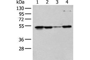 Western blot analysis of 293T Hela and HEPG2 cell lysates using RRP1 Polyclonal Antibody at dilution of 1:400 (RRP1 抗体)