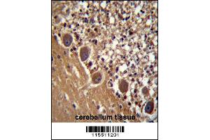 FARSB Antibody immunohistochemistry analysis in formalin fixed and paraffin embedded human cerebellum tissue followed by peroxidase conjugation of the secondary antibody and DAB staining. (FARSB 抗体  (C-Term))