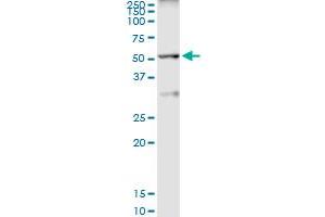 Immunoprecipitation (IP) image for anti-TAF6-Like RNA Polymerase II, P300/CBP-Associated Factor (PCAF)-Associated Factor, 65kDa (TAF6L) (AA 1-459) antibody (ABIN524060)
