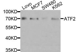 Western blot analysis of extracts of various cell lines, using ATF2 antibody (ABIN5971182) at 1/1000 dilution. (ATF2 抗体)