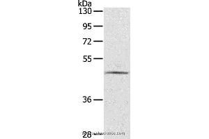 Western blot analysis of TM4 cell, using CERS3 Polyclonal Antibody at dilution of 1:200 (LASS3 抗体)