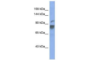 WB Suggested Anti-HNRPUL1 Antibody Titration:  0. (HNRNPUL1 抗体  (Middle Region))