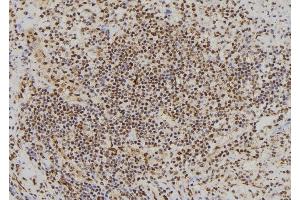ABIN6268901 at 1/100 staining Human spleen tissue by IHC-P. (c-FOS 抗体  (N-Term))