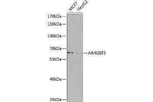 Western blot analysis of extracts of various cell lines, using  antibody (ABIN6131131, ABIN6137094, ABIN6137095 and ABIN6224569) at 1:1000 dilution. (ARHGEF3 抗体  (AA 287-526))