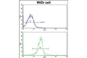 Flow cytometric analysis of widr cells using KLF6 Antibody (N-term)(bottom histogram) compared to a negative control cell (top histogram). (KLF6 抗体  (N-Term))