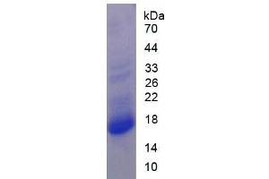 SDS-PAGE of Protein Standard from the Kit  (Highly purified E. (PRO-ANP ELISA 试剂盒)