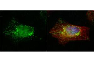 ICC/IF Image PTER antibody detects PTER protein at cytoplasm by immunofluorescent analysis. (PTER 抗体)