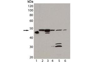 Western blot analysis of HSP47, mAb (M16. (SERPINH1 抗体)