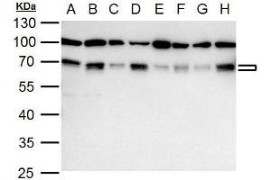 WB Image NRF1 antibody detects NRF1 protein by western blot analysis. (NRF1 抗体)