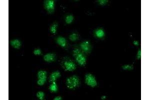 Anti-ANXA3 mouse monoclonal antibody (ABIN2454000) immunofluorescent staining of COS7 cells transiently transfected by pCMV6-ENTRY ANXA3 (RC201540). (Annexin A3 抗体)