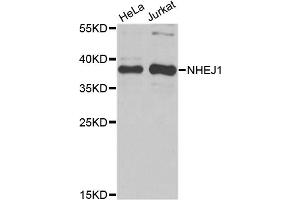 Western blot analysis of extracts of various cell lines, using NHEJ1 antibody. (NHEJ1 抗体)