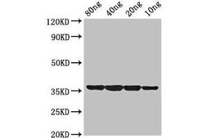 Western Blot Positive WB detected in Recombinant protein All lanes: dps antibody at 2 μg/mL Secondary Goat polyclonal to rabbit IgG at 1/50000 dilution Predicted band size: 36 kDa Observed band size: 36 kDa (PDSS1 抗体  (AA 1-183))