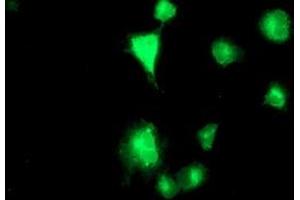 Anti-TMPRSS5 mouse monoclonal antibody (ABIN2454956) immunofluorescent staining of COS7 cells transiently transfected by pCMV6-ENTRY TMPRSS5 (RC223774). (TMPRSS5 抗体)