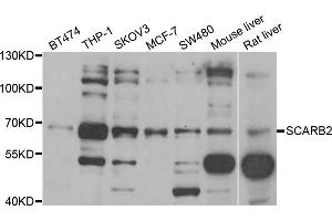 Western blot analysis of extracts of various cell lines, using SCARB2 antibody (ABIN5973710) at 1/1000 dilution. (SCARB2 抗体)
