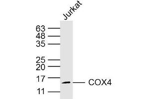 Jurkey cell lysates probed with COX4 (8D8) Monoclonal Antibody, Unconjugated (bsm-33037M) at 1:300 overnight at 4˚C. (COX IV 抗体)