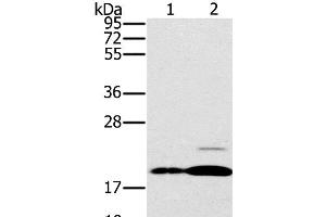 Western Blot analysis of Mouse brain and heart tissue using PTP4A2 Polyclonal Antibody at dilution of 1:200 (PTP4A2 抗体)