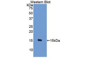 Western Blotting (WB) image for anti-Chemokine (C-C Motif) Ligand 8 (CCL8) (AA 1-99) antibody (ABIN3209384) (CCL8 抗体  (AA 1-99))