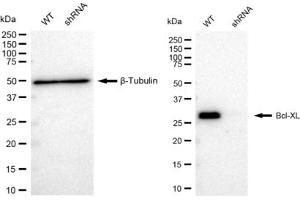 Western blotting analysis using Bcl-XL antibody (ABIN7797749).