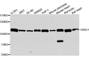 Western blot analysis of extracts of various cell lines, using DISC1 antibody. (DISC1 抗体)