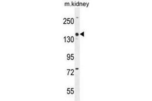 COBL Antibody (N-term) western blot analysis in mouse kidney tissue lysates (35µg/lane). (COBL 抗体  (N-Term))
