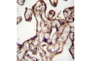 Immunohistochemistry analysis in formalin fixed and paraffin embedded human placenta tissue reacted with MORN3 Antibody (Center) followed by peroxidase conjugation of the secondary antibody and DAB staining. (MORN3 抗体  (Middle Region))