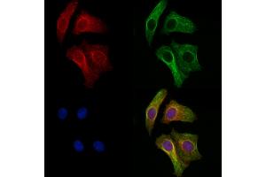 ABIN7094818 and ABIN7098869 staining H2O2 treated Hela cells by IF/ICC.