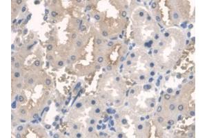 IHC-P analysis of Rat Kidney Tissue, with DAB staining. (ARNTL 抗体  (AA 1-169))