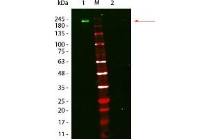 Fluorescent: Anti-Mouse Ig DyLight 800 - Western Blot. (Fluorescent TrueBlot®: Anti-小鼠 Ig DyLight™ 800)