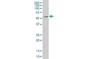 MEF2D monoclonal antibody (M02), clone 3A11 Western Blot analysis of MEF2D expression in K-562 . (MEF2D 抗体  (AA 256-351))